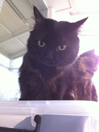 キキと年越し 2011/12/31 17:16:23