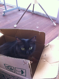 キキと新しい家 2011/12/12 17:18:29