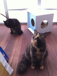あうう…(￣◇￣;) 2012/01/06 20:16:34