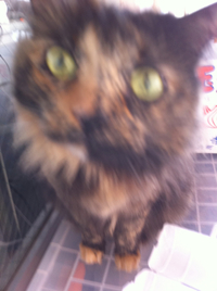 押し売りにあいました。 2012/02/19 12:26:54