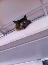 猫も行きたいお店 2012/08/11 17:23:31