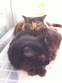 猫語マスター 2012/04/21 11:35:21