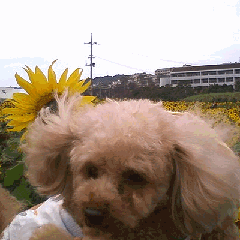 今日のネルちゃん その15