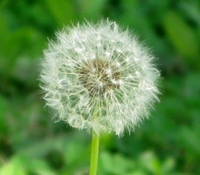 春を探してみた(*ﾟ▽ﾟ)ﾉ 2009/01/25 15:20:00