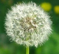ひざまづき(*ﾟ▽ﾟ)ﾉ 2009/01/29 12:10:12