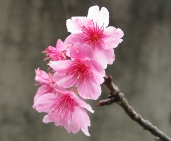 桜トリロジー(*ﾟ▽ﾟ)ﾉ