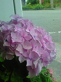 貧血度チェック(^^) 2009/06/18 02:59:58