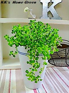 AQUA  TERRA  POT