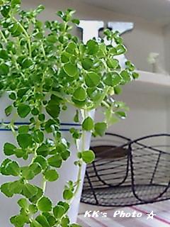 AQUA  TERRA  POT