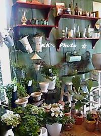 AQUA  TERRA  POT