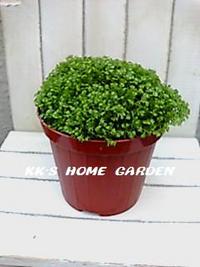 ヽ(ﾟｰﾟ*ヽ)Green Green(ﾉ*ﾟｰﾟ)ﾉ