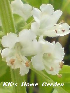 バジルの花♪