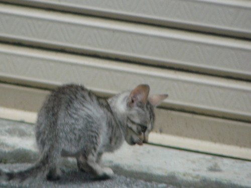 猫だらけ