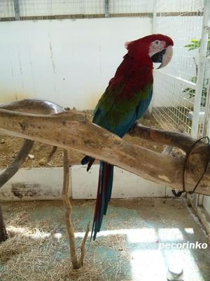 ミニミニ動物園