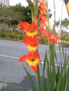 お花 2005/05/14 14:27:00