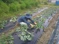 行ってきました！南城市でがんばる　大原農園　有名店でも取り扱う本物の野菜を栽培している農家です！