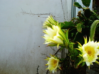 配送料金について 2011/06/21 08:57:12