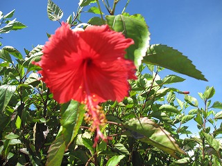 鬼の霍乱