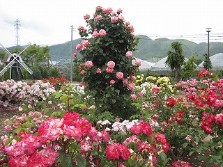 花を愛でる旅