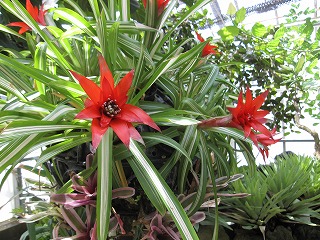 花を愛でる旅