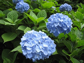 花を愛でる旅