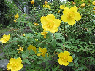 花を愛でる旅