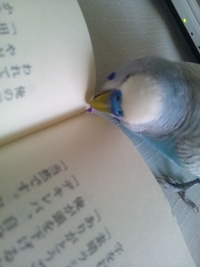 ぷう、読書も好きだよ！ 2012/07/19 14:03:56