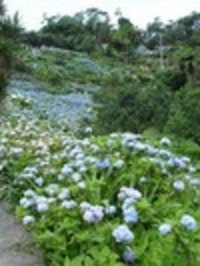 山桃採り！？ 2006/06/06 12:29:51