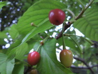 Cherry 2010/03/19 11:41:35