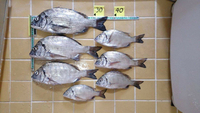 釣果報告 2016/08/12 00:18:44