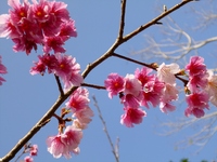 桜が満開☆