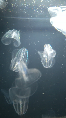 Various