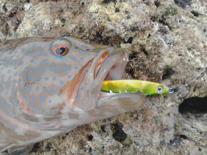 最近の釣果