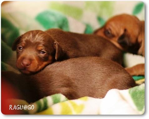 Growth of the puppy.