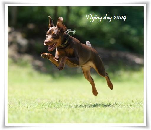 飛行犬撮影 in 嬬恋