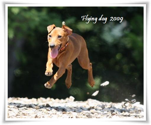 飛行犬撮影 in 嬬恋