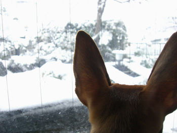 ２年ぶりの大雪