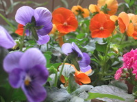 INK 「HATSU-IKU」展 ＆ 春の気配をおすそ分け。。✿　 2011/02/24 10:32:22
