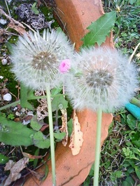 ～　そよ風です　～ 2011/04/30 22:32:40