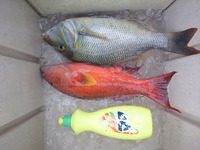 今年初、釣り船 2012/01/08 20:34:46