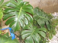 Monstera ＾・＾♪ 2008/02/08 23:54:27
