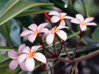 Frangipani Flowers♪＾＾ 2008/03/02 22:59:38
