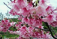 沖縄の桜 2008/02/12 13:17:33