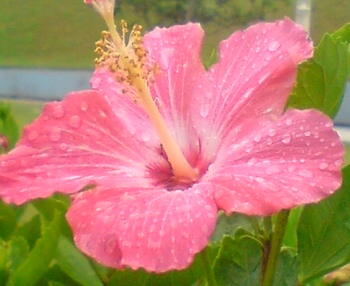 aloha〜☆