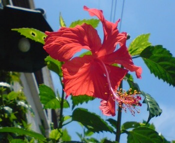 aloha〜♪