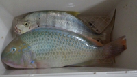 今年初めての獲物は 2014/01/15 14:06:04