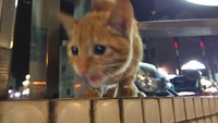 生まれて初めて 2017/02/17 05:00:00
