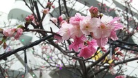 さくら 2017/03/01 12:00:00