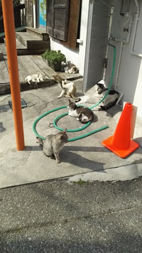猫の日向ぼっこ。 2017/03/08 15:15:00