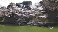 お花見 2017/04/06 06:06:00